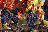 grapevine Image