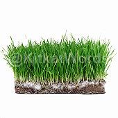 grass Image