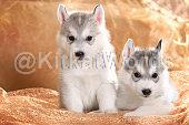 husky Image