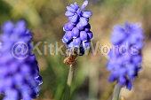 hyacinth Image