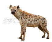 hyena Image