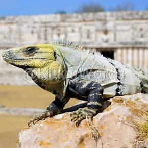 iguana Image