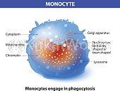 immune Image