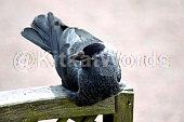 jackdaw Image