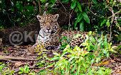 jaguar Image
