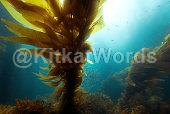 kelp Image