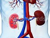 kidney Image