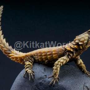 lizard Image
