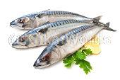 mackerel Image