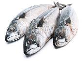mackerel Image