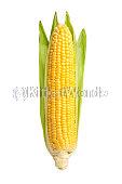 maize Image