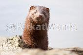 mink Image