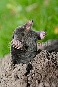 mole Image