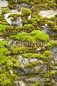 moss Image