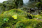 moss Image