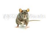 mouse Image