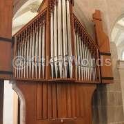 organ Image