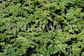 parsley Image