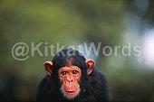 primate Image