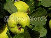 quince Image