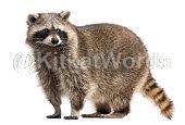 raccoon Image