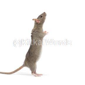 rat Image