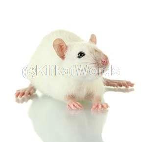 rat Image