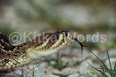 rattlesnake Image