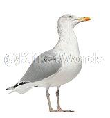 seagull Image