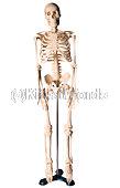 skeleton Image