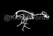 skeleton Image