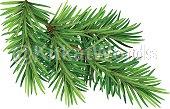 spruce Image