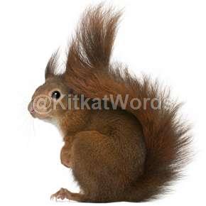 squirrel Image