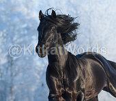 stallion Image