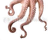 tentacle Image