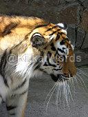 tigerish Image