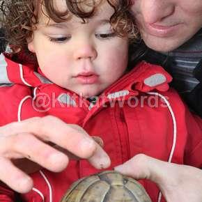 tortoise Image