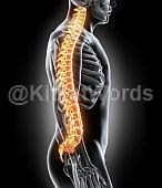 vertebra Image