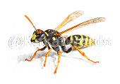wasp Image