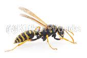 wasp Image