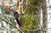 woodpecker Image