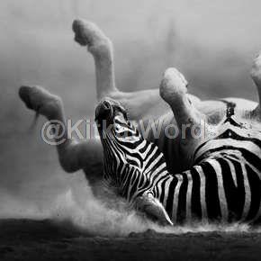 zebra Image